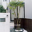 神奈川県藤沢市F様邸エクステリア施工例/アプローチのシンボルツリー