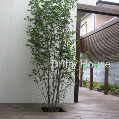 神奈川県横浜市金沢区Ｓ様邸お庭施工例/ウッドデッキにヤマボウシの植栽